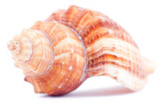 coquillage coquillage